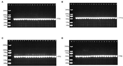 The Resistance Mechanism of Mycoplasma bovis From Yaks in Tibet to Fluoroquinolones and Aminoglycosides